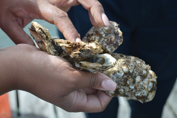 Chesapeake Bay oysters